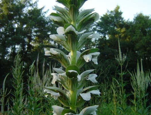 ACANTHUS mollis 'Jeff Albus' - Acanthe à feuilles molles 'Jeff Albus'