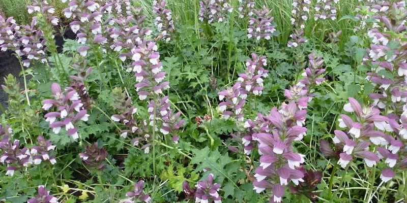 ACANTHUS 'Morning's Candle' - Acanthe 'Morning's Candle'