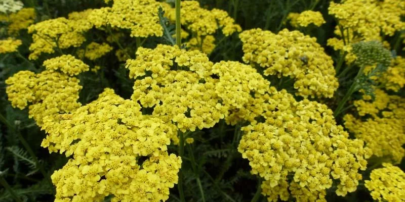 ACHILLEA filipendulina 'Helios' - Achillée 'Helios'