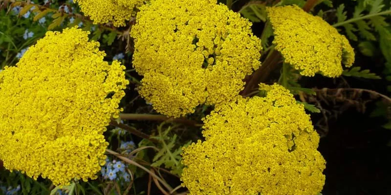 ACHILLEA filipendulina 'Parker's Variety' - Achillée 'Parker's Variety'