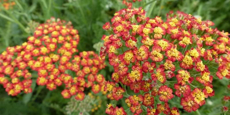 ACHILLEA 'Feuerland' - Achillée 'Feuerland'