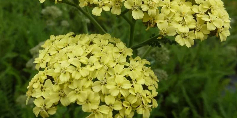 ACHILLEA 'Hella Glashoff' - Achillée 'Hella Glashoff'