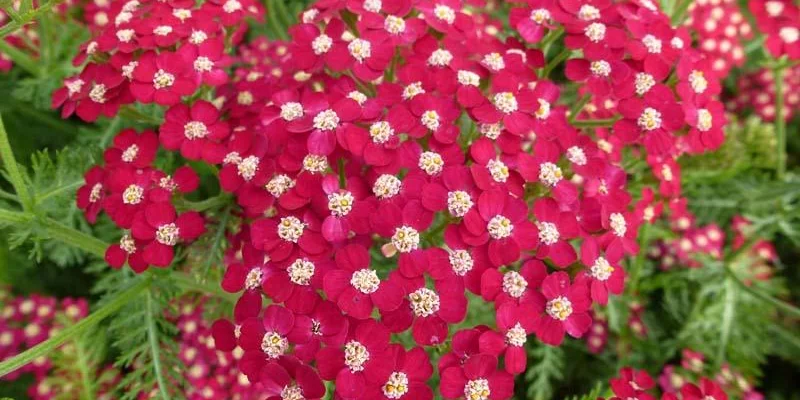 ACHILLEA 'Petra'