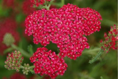 ACHILLEA 'Petra'