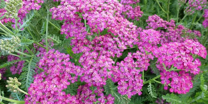 ACHILLEA 'Velour' - Achillée 'Velour'