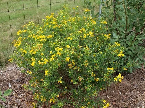 HYPERICUM kalmianum 'Gemo' - Millepertuis de Kalmian 'Gemo'