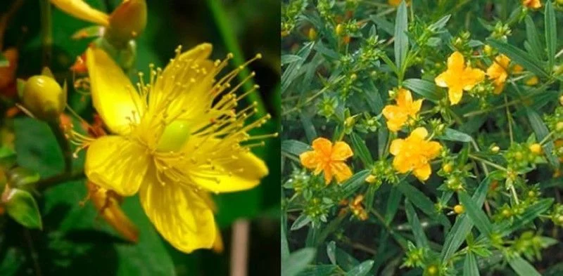 HYPERICUM kalmianum 'Gemo' - Millepertuis de Kalmian 'Gemo'