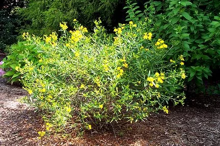 HYPERICUM kalmianum 'Gemo' - Millepertuis de Kalmian 'Gemo'