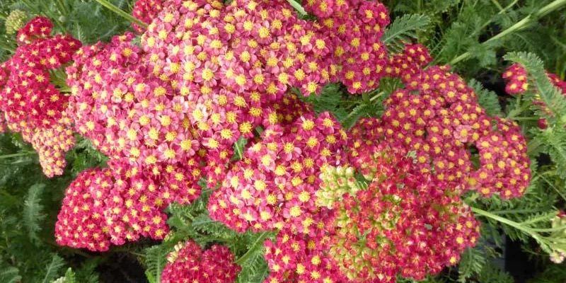 ACHILLEA 'Fanal' - Achillée 'Fanal'