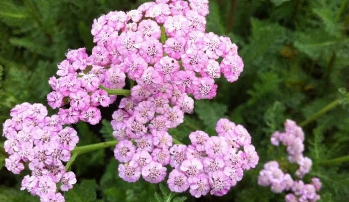 ACHILLEA millefolium 'Jacqueline' - Achillée 'Jacqueline'