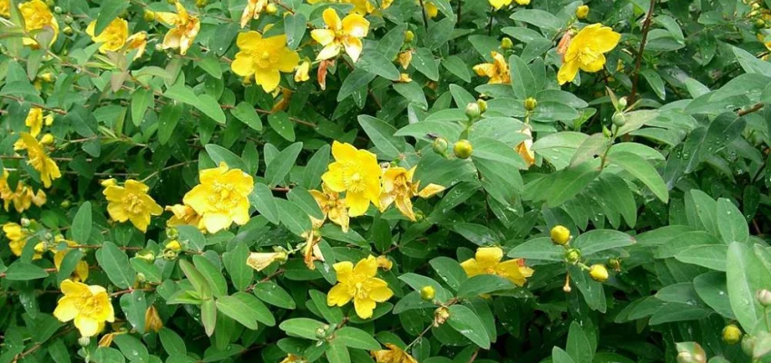 HYPERICUM Hidcote - Millepertuis hidcote