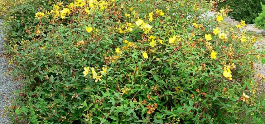 HYPERICUM Hidcote - Millepertuis hidcote