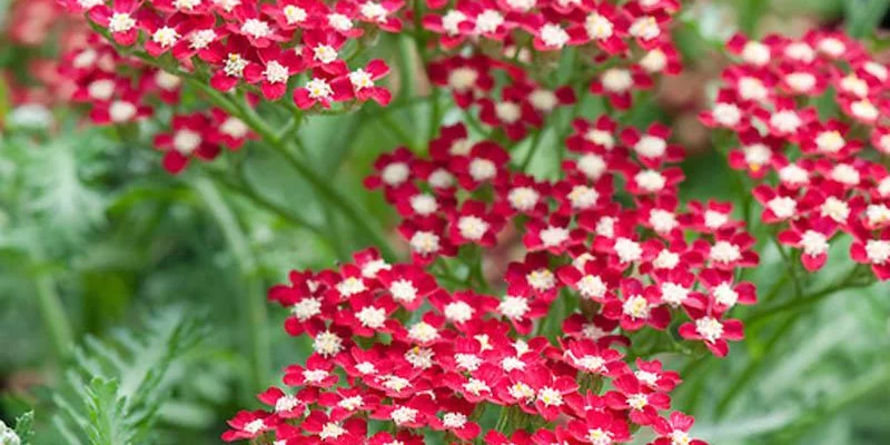 ACHILLEA millefolium 'Peggy Sue'® - Achillée 'Peggy Sue'®