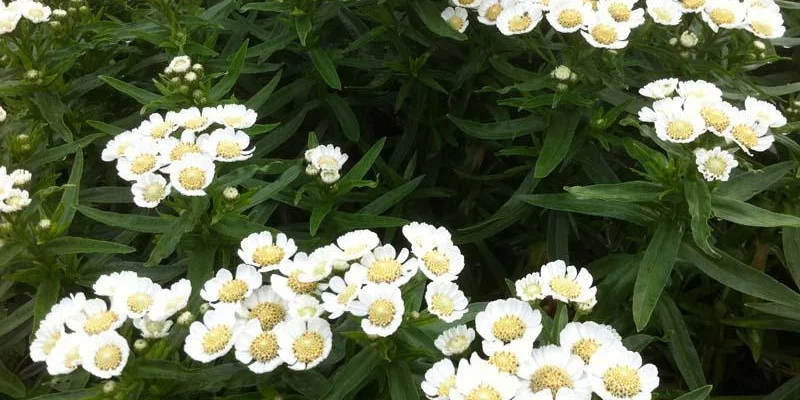 ACHILLEA ptarmica 'Nana Compacta' - Achillée, Bouton d'argent naine