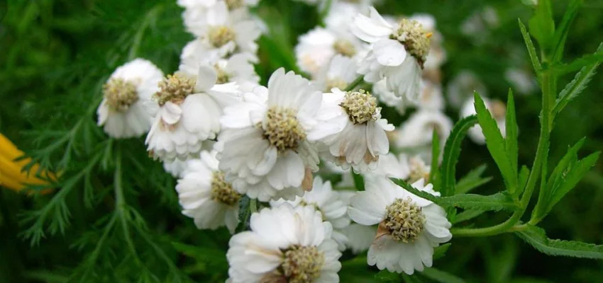 ACHILLEA ptarmica 'Nana Compacta' - Achillée, Bouton d'argent naine