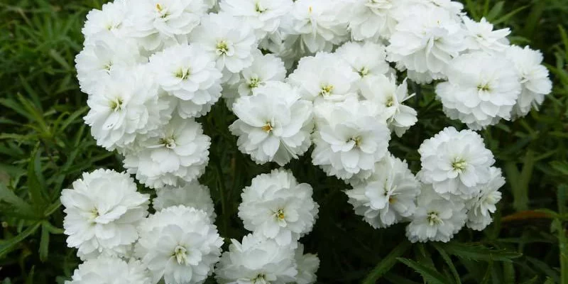 ACHILLEA ptarmica 'Perry's White' - Achillée, Bouton d'argent