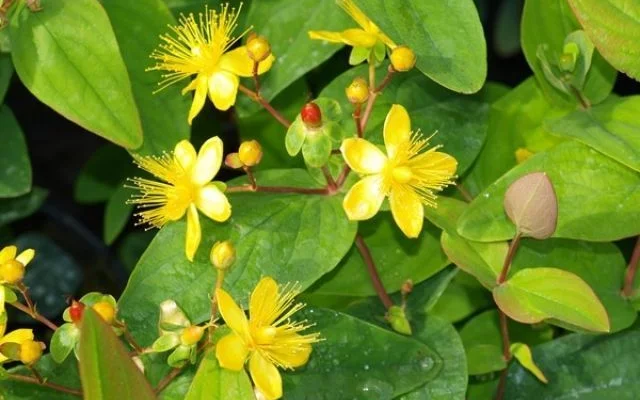 HYPERICUM androsaemum 'Autumn Blaze' - Millepertuis 'Atum Blaze'