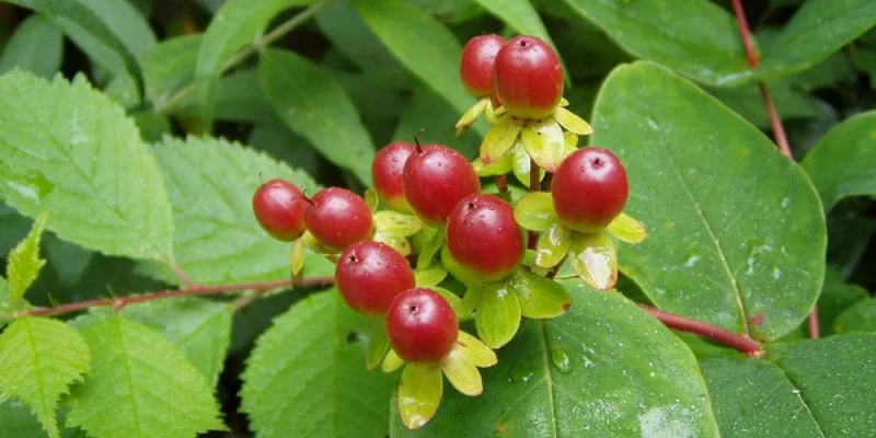 HYPERICUM androsaemum 'Autumn Blaze' - Millepertuis 'Atum Blaze'