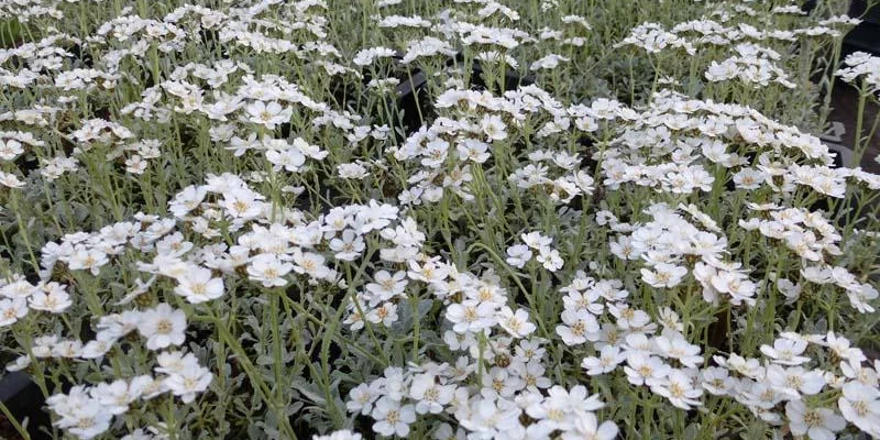 ACHILLEA umbellata - Achillée en ombelles