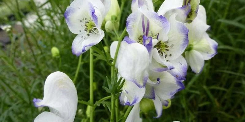 ACONITUM 'Eleonora' - Aconit