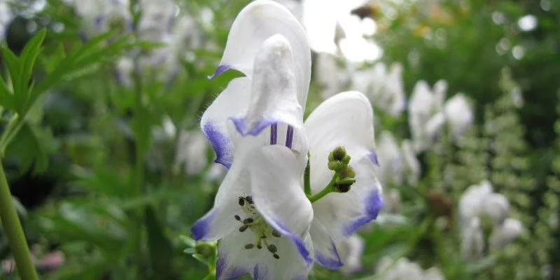 ACONITUM 'Eleonora' - Aconit