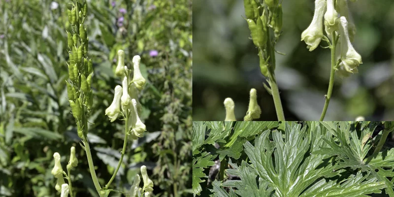 ACONITUM lamarckii - Aconit jaune