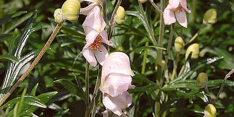 ACONITUM napellus 'Rubellum' - Aconit 'Rubellum'