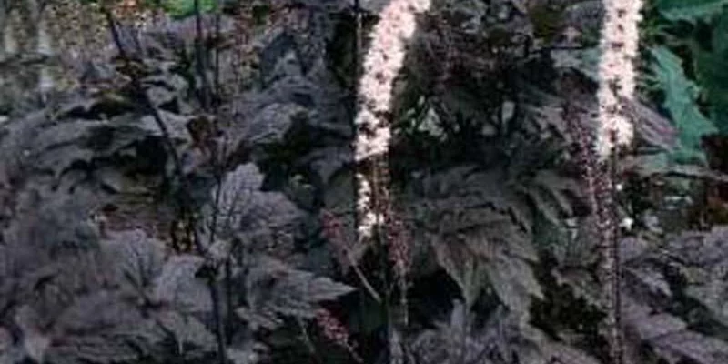 ACTAEA simplex 'James Compton' - Cierge d'argent