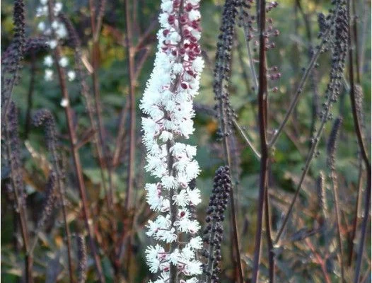 ACTAEA simplex 'James Compton' - Cierge d'argent, Bugbane