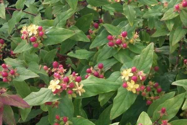 HYPERICUM inodorum 'Orange Flair' - Millepertuis 'Orange Flair'