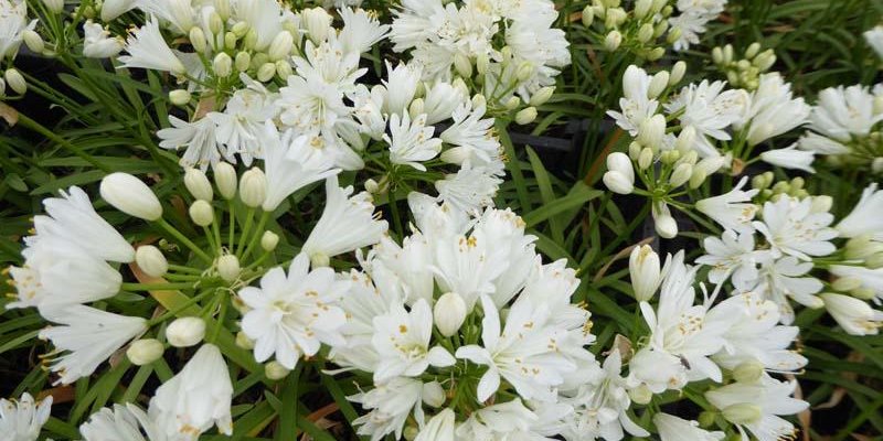 AGAPANTHUS 'Headbourne Hybrids White' - Agapanthe