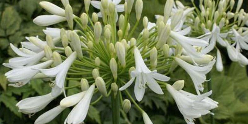 AGAPANTHUS 'Headbourne Hybrids White' - Agapanthe