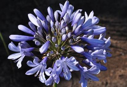 AGAPANTHUS 'Dr. Brouwer' - Agapanthe 'Dr. Brouwer'