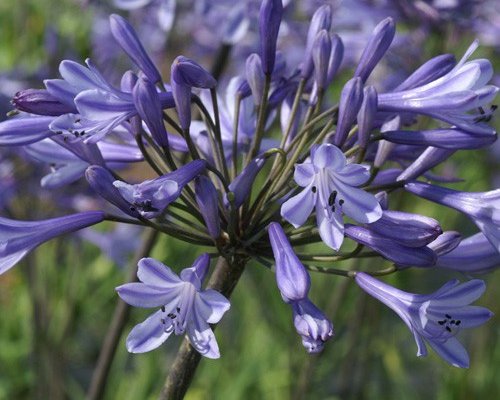 AGAPANTHUS 'Dr. Brouwer' - Agapanthe 'Dr. Brouwer'