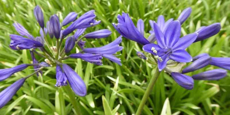 AGAPANTHUS 'Misty Dawn' - Agapanthe 'Misty Dawn'