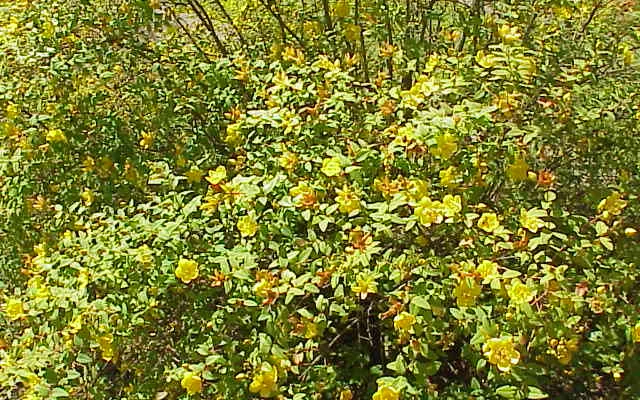 HYPERICUM moserianum - Millepertuis moserianum