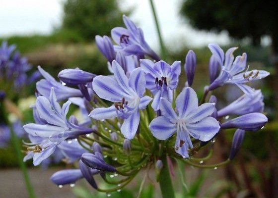 AGAPANTHUS 'Stars and stripes' - Agapanthe 'Stars and stripes'