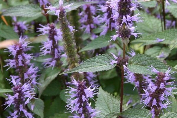 AGASTACHE 'After Eight'® - Agastache rugueuse
