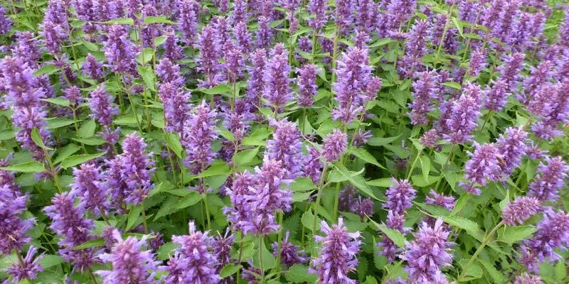 AGASTACHE 'Blue Boa'