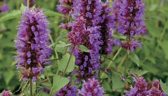 AGASTACHE 'Blue Boa'