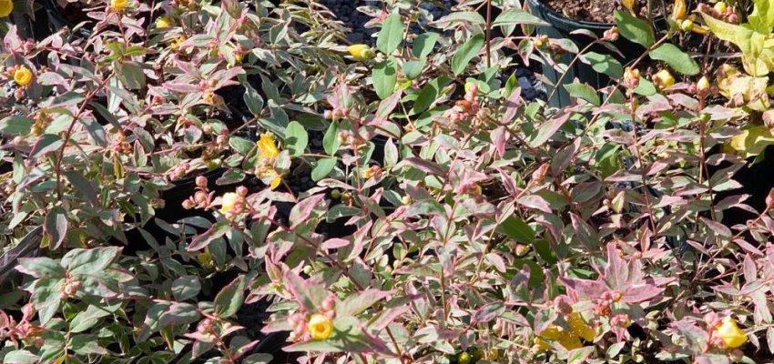 HYPERICUM moserianum 'Tricolor' - Millepertuis panaché 'Tricolor'