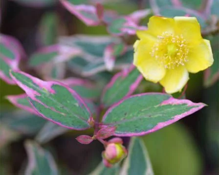 HYPERICUM moserianum 'Tricolor' - Millepertuis panaché 'Tricolor'