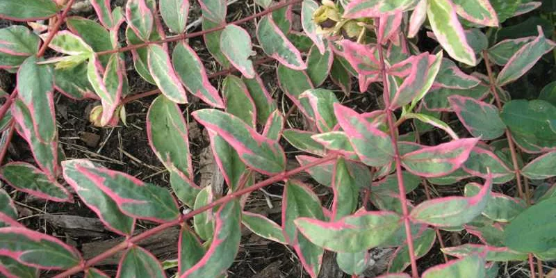 HYPERICUM moserianum 'Tricolor' - Millepertuis panaché 'Tricolor'