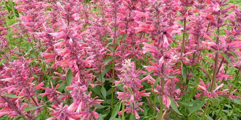 AGASTACHE 'Red Fortune' - Agastache mexicaine