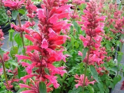 AGASTACHE 'Red Fortune' - Agastache mexicaine