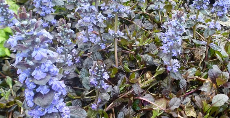 AJUGA reptans 'Evening Glow' - Bugle rampant