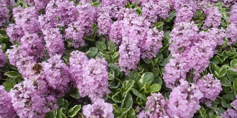 AJUGA reptans 'Pink Lightning' - Bugle rampant