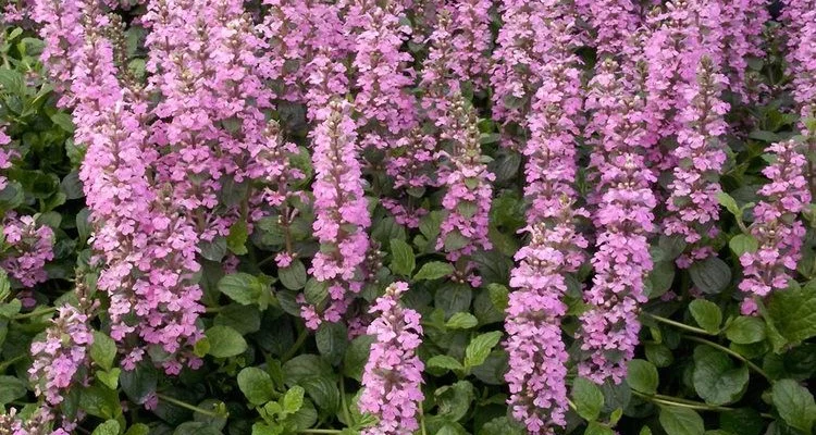 AJUGA reptans 'Purple Torch' - Bugle rampant