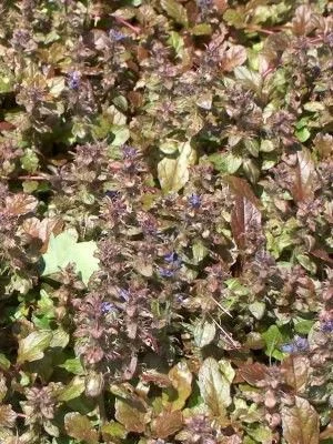 AJUGA reptans 'Simons Type' - Bugle rampant