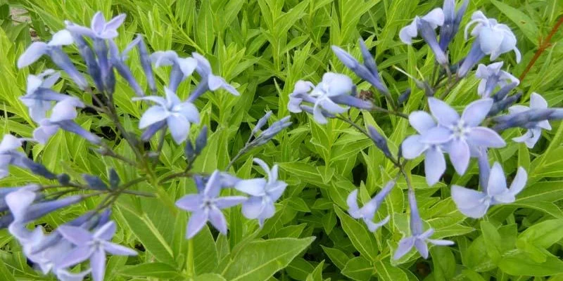 AMSONIA orientalis